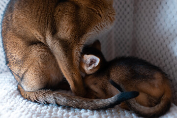 abyssinian mother cat nursing cute kitten in soft pet house
