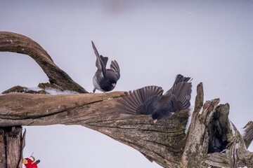 Junco flying away from mate
