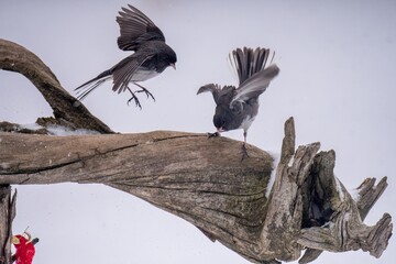 Juncos fighting in winter