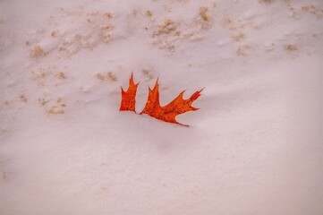 Oak leaf embeded in snow