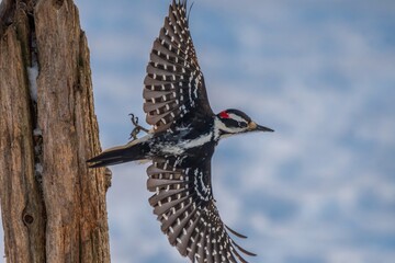 Woodpecker flying off a post
