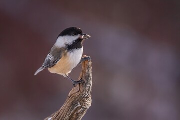 Obraz premium Chickadee perched on a branch