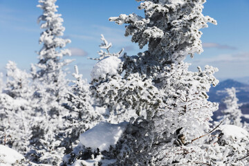snow covered trees
