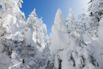 snow covered mountains