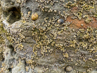 Sea Life on a Beach Cliff looking at Barnacles and Limpets stck to the Rock.