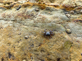 Sea Life on a Beach Cliff looking at Barnacles and Limpets stck to the Rock.