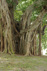 Vertical shot Multiple Banyan Trees in the afternoon in St. Petersburg, FL Crescent Lake Park with green grass in foreground. Tall roots hanging high.