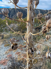 Yucca Blossoms that have turned to seed pods in the california Desert