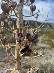 Yucca Blossoms that have turned to seed pods in the california Desert