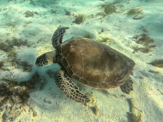 A magnificent giant sea turtle spreads its paws and swims in the blue depths of the sea