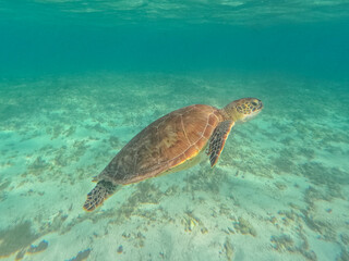 Obraz premium A magnificent giant sea turtle spreads its paws and swims in the blue depths of the sea