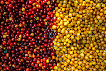 raw red and yellow coffee beands abstrack background top view.