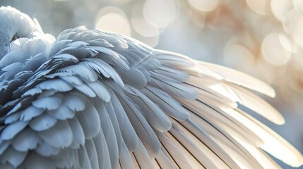 Obraz premium a close up of a white bird's wings with a blurry background of boke of light coming from the back of the wings of the bird's wings.