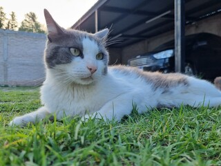 Descanso Felino: Gato Gris y Blanco Relajándose en el Fresco Pasto