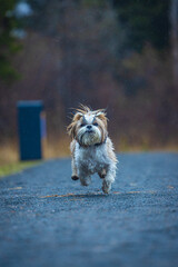 shih tzu dog runs along the road in the park in the rain
