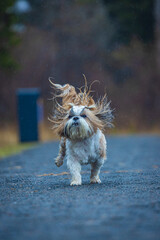 shih tzu dog runs along the road in the park in the rain