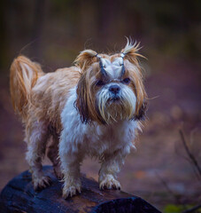 shih tzu dog on a log in the forest in spring
