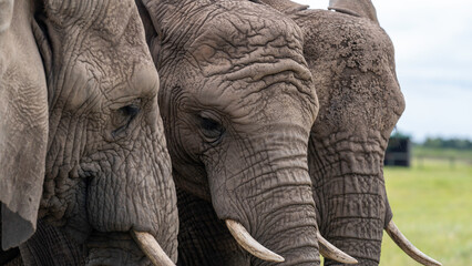 Close encounter with elephants, Knysna Elephant Park, South Africa