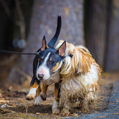  shih tzu dog plays with a bull terrier dog