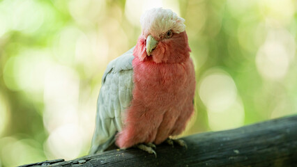 Grey and pink parakeet feeling curious, Birds of Eden, Western Cape, South Africa