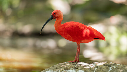 Scarlet Ibis standing on a rock, Birds of Eden, Garden Route, South Africa