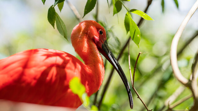 Red Hadida Ibis perched on a tree branch, Birds of Eden, Western Cape, South Africa