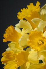 yellow daffodil flowers