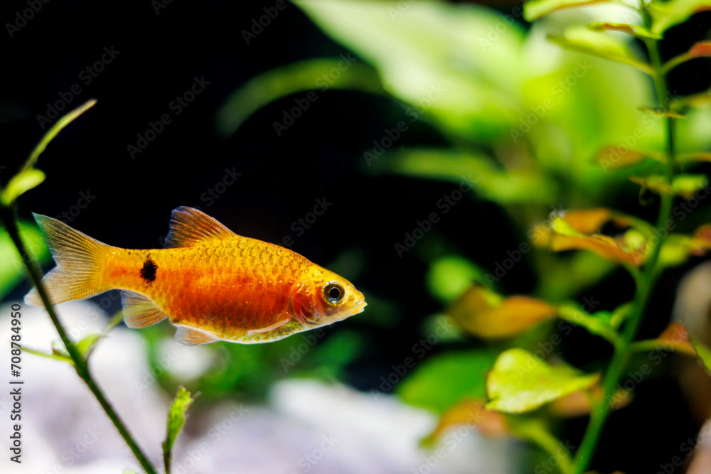 Wall mural Rosy Barb (Red Barb) freshwater fish in aquarium - Puntius conchonius