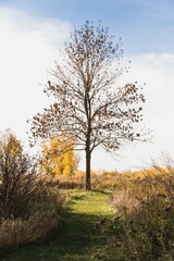 tree in the autumn