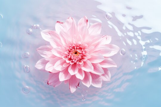 Romantic creative layout with pink flower floating in water.  Spa, beauty and cosmetic minimal natural concept. Background, banner, card with copy space. Valentine or woman day