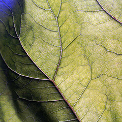 leaf texture