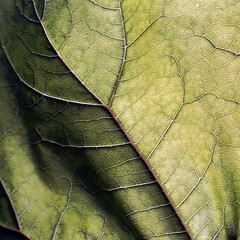 leaf texture