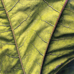 leaf texture