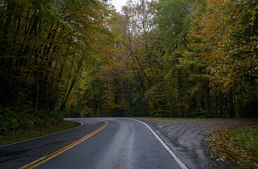 road in autumn forest