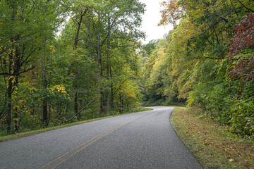 road in the forest