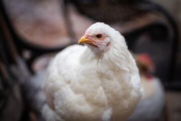 Back yard chicken - chantecler 