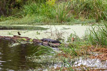 Alligator on a Log in the Maurepas Swamp in the Bayou Louisiana