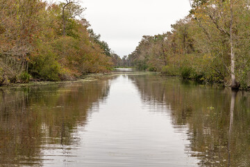 Reflections in the Smooth Water of the Maurepas Swamp, Louisiana, USA