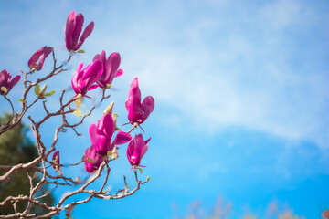 Flores de Mendoza, Argentina. Parque San Martin