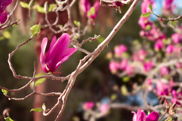 Fototapeta premium Flores de Mendoza, Argentina. Parque San Martin