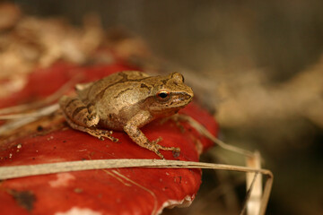 A tan and brown spring peeper frog (Pseudacris crucifer) sits on top of a red mushroom.