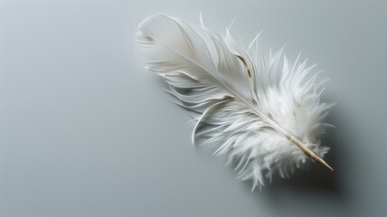 Pristine white feather on a smooth grey background