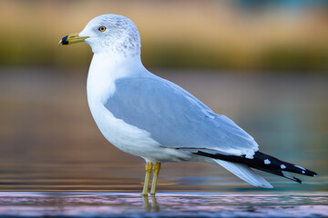 Seagull standing in water.