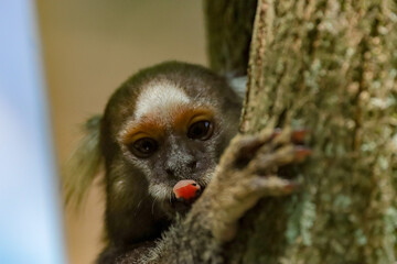 Fototapeta premium Rio de Janeiro, RJ, Brazil, 01/07/2024 - Common marmosets, Callithrix jacchus, playing in the trees and each other at the State Park of Grajau, an Atlantic Forest reserve