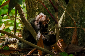 Rio de Janeiro, RJ, Brazil, 01/07/2024 - Common marmosets, Callithrix jacchus, playing in the trees...