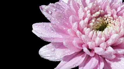 Pink chrysanthemum flowers have dew on their petals