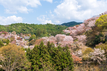 Fototapeta na wymiar Cherry blossoms in full bloom at Mount Yoshino, Yoshino-Kumano National Park. Yoshino District, Nara Prefecture, Japan.