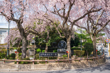 Nara, Japan - April 2, 2023 : Daibutsu Railway Memorial Park Cherry blossoms in full bloom.