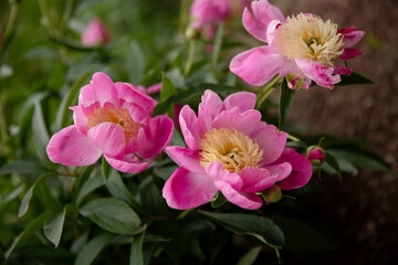 Fototapeta premium Pink peony flowers in the garden 