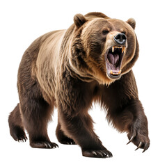 Obraz premium Angry Grizzly bear isolated on white background